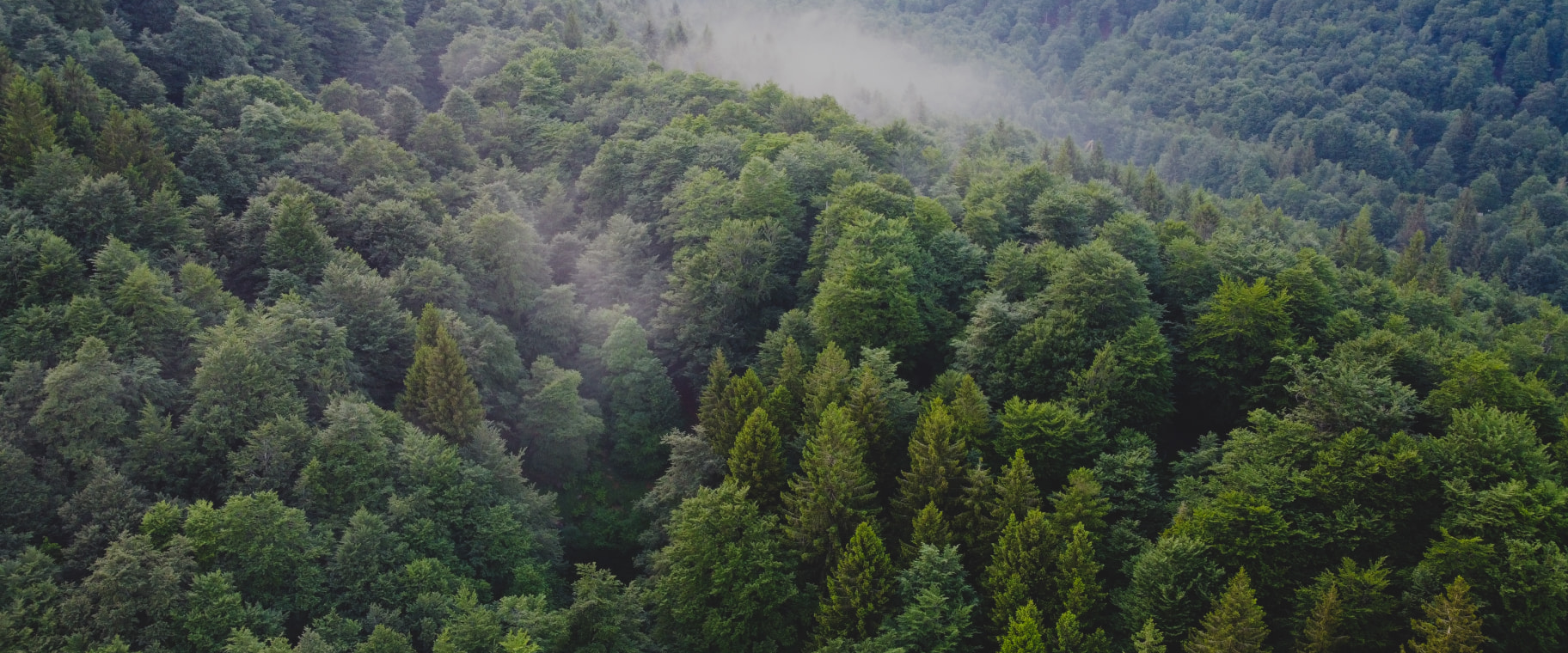 Forest trees 